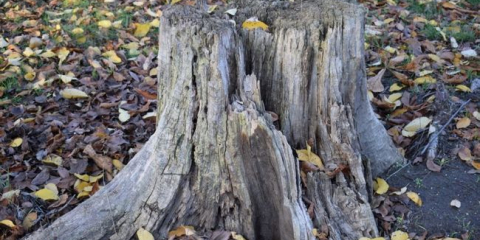 Jak se zbavit konopných stromů bez kortexu